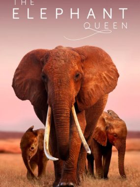 [夸克网盘]英国纪录片《大象女王》（2018）豆瓣9.4